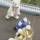 Illustration for article titled Tokyo zoo holds escape drill with worlds most committed polar bear actor